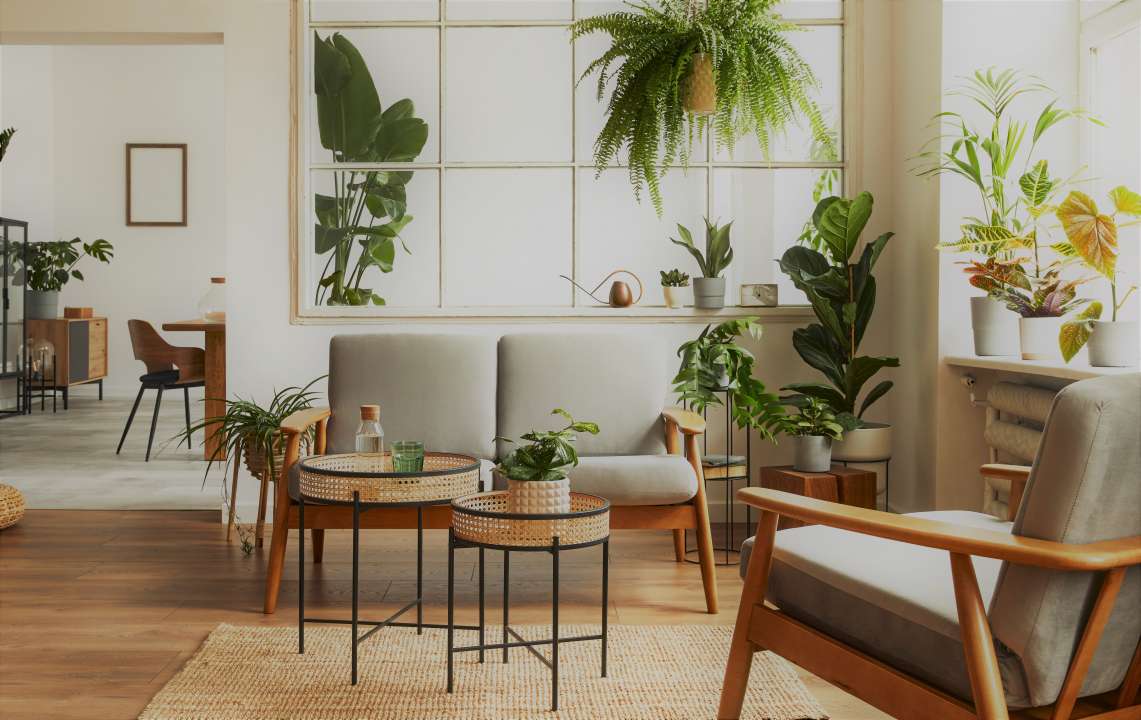 Indoor Plants Hodson Bay Fernhill Garden Centre